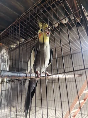 Cockatiel Bird
