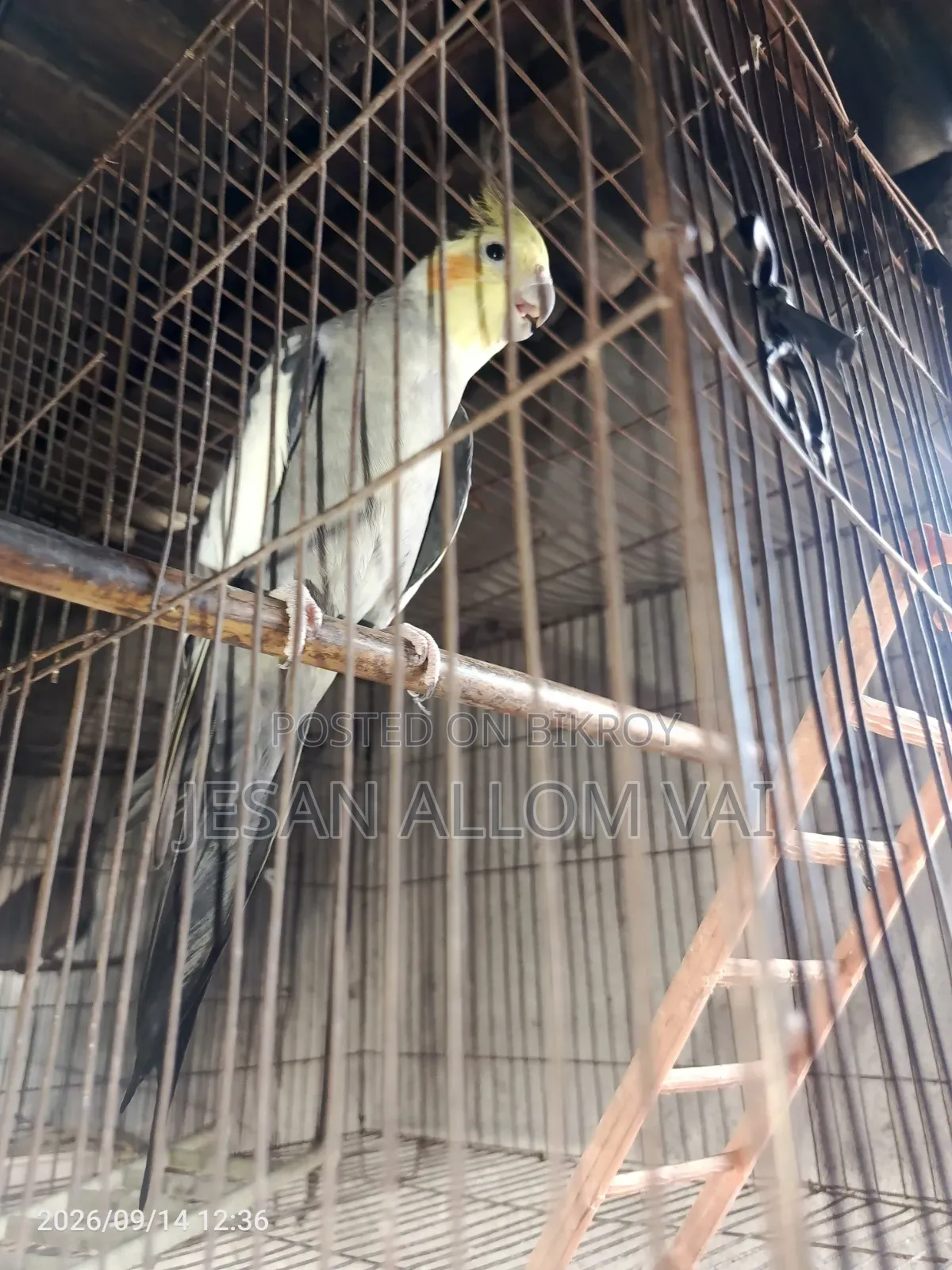 Cockatiel Bird