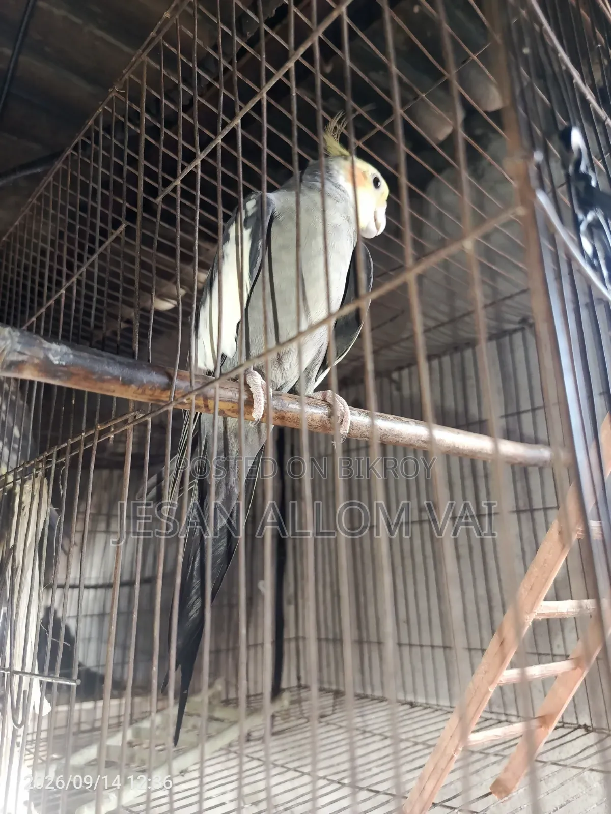 Cockatiel Bird
