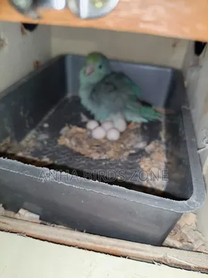 Forpus Breeding Pair
