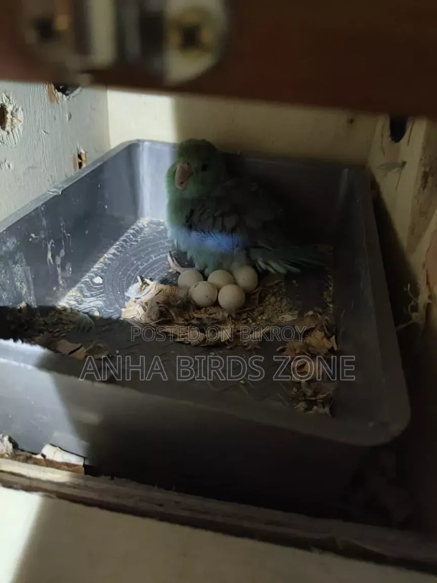 Forpus Breeding Pair