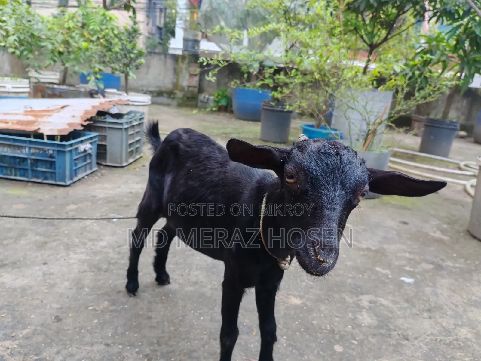 Black Goat for Sale
