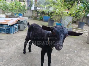 Black Goat for Sale