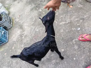Black Goat for Sale