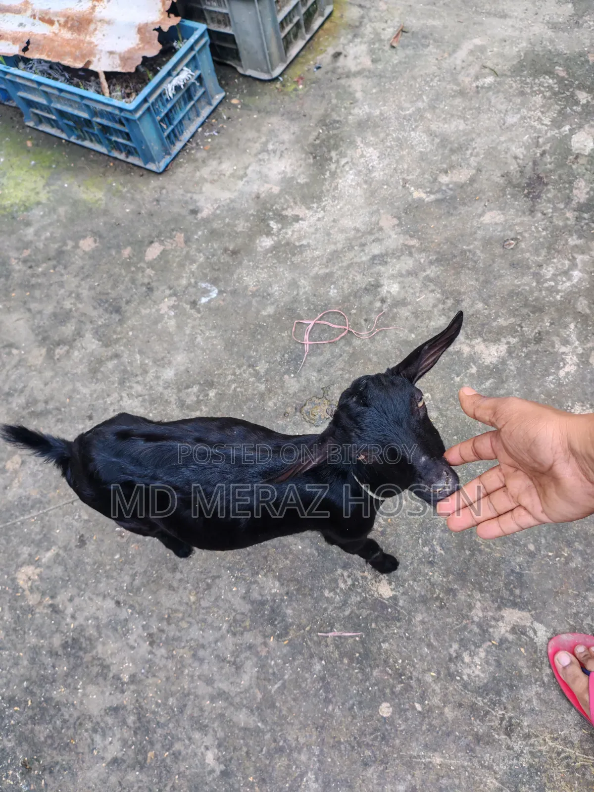 Black Goat for Sale