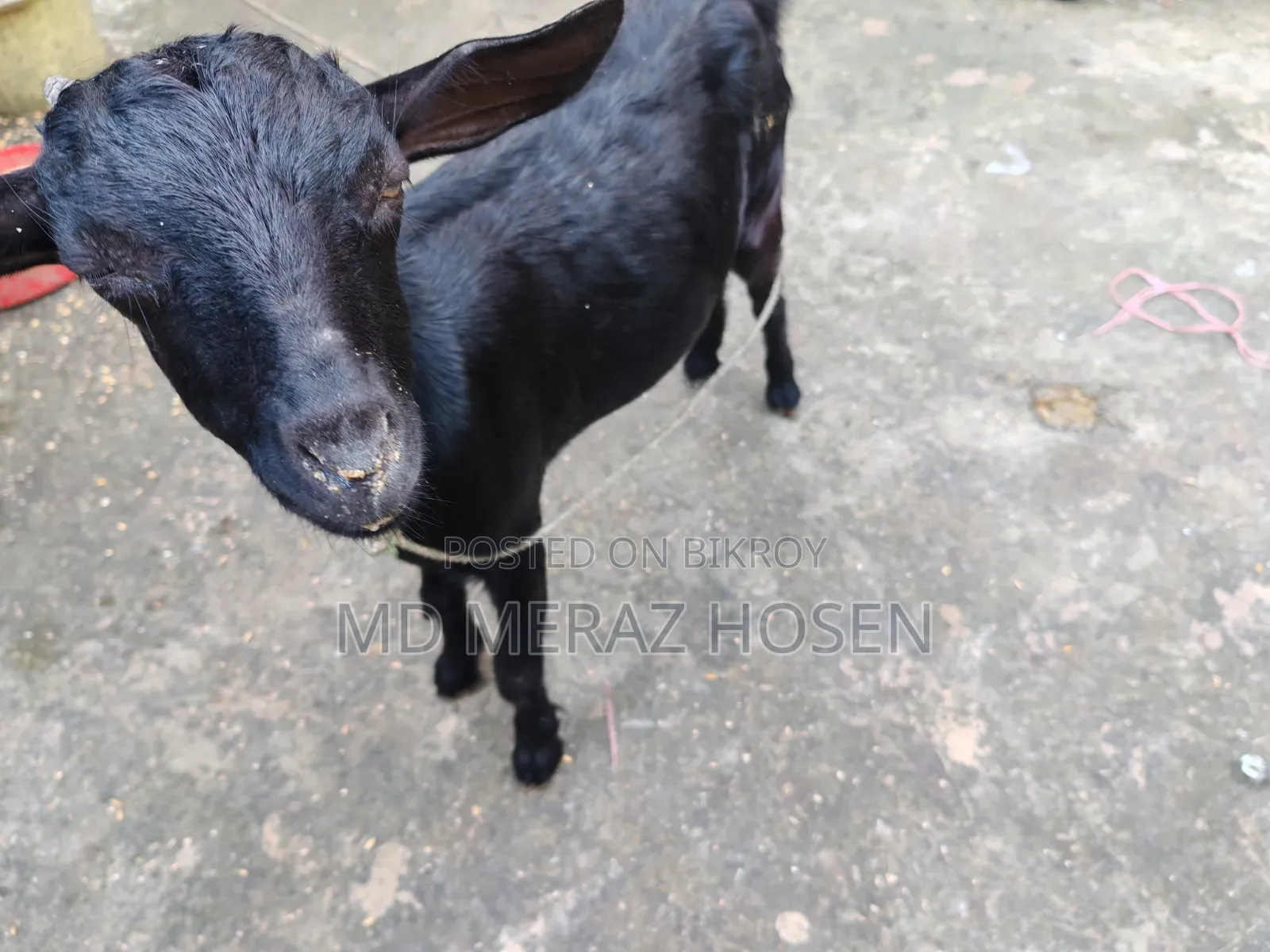 Black Goat for Sale