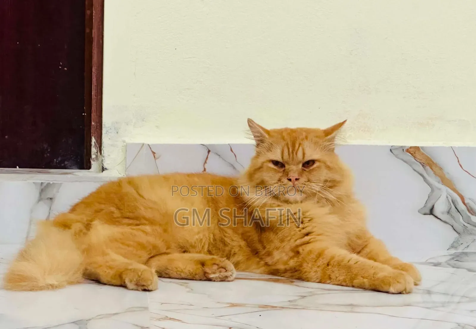 1+ Year Male Purebred Persian