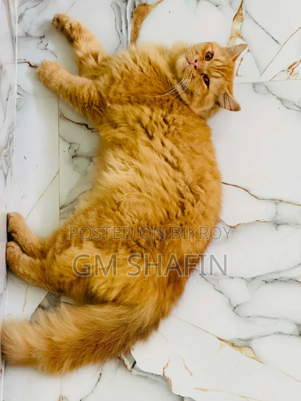 1+ Year Male Purebred Persian