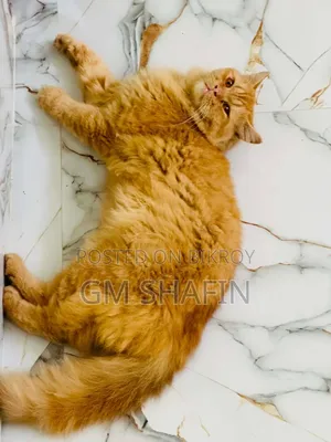 1+ Year Male Purebred Persian