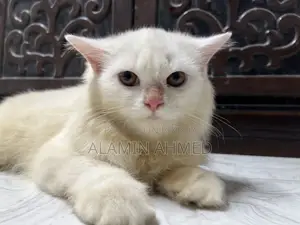 3-6 months Male Purebred Persian
