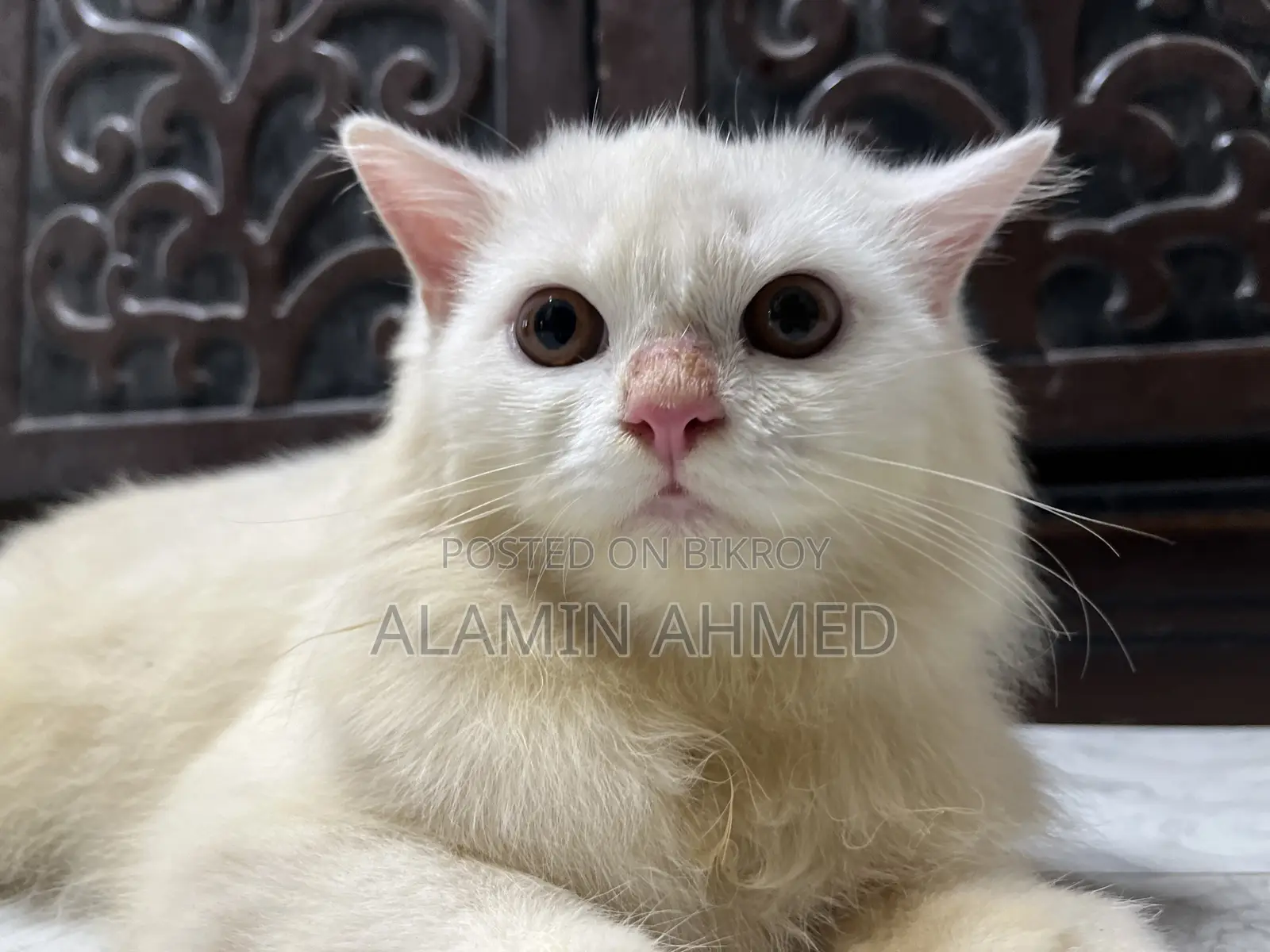 3-6 months Male Purebred Persian