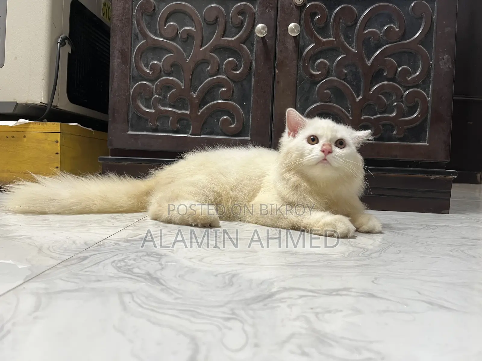 3-6 months Male Purebred Persian