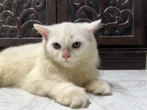 3-6 months Male Purebred Persian
