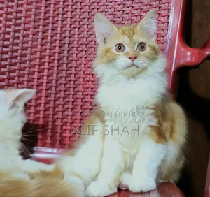১-৩ মাসের খাঁটি পার্সিয়ান মাদি বিড়ালছানা