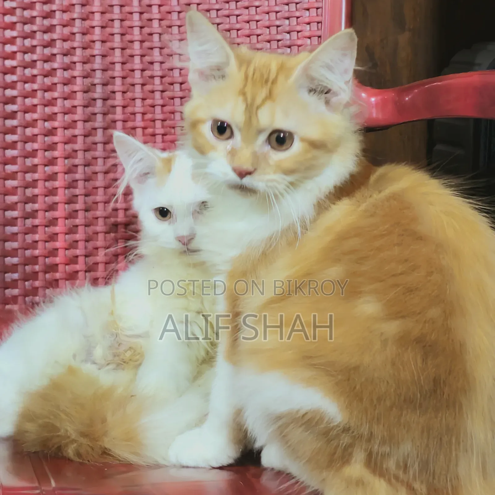 ১-৩ মাসের খাঁটি পার্সিয়ান মাদি বিড়ালছানা