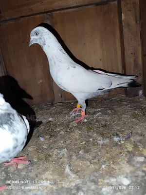 Shial Kuthi and Kasuri Breed Male