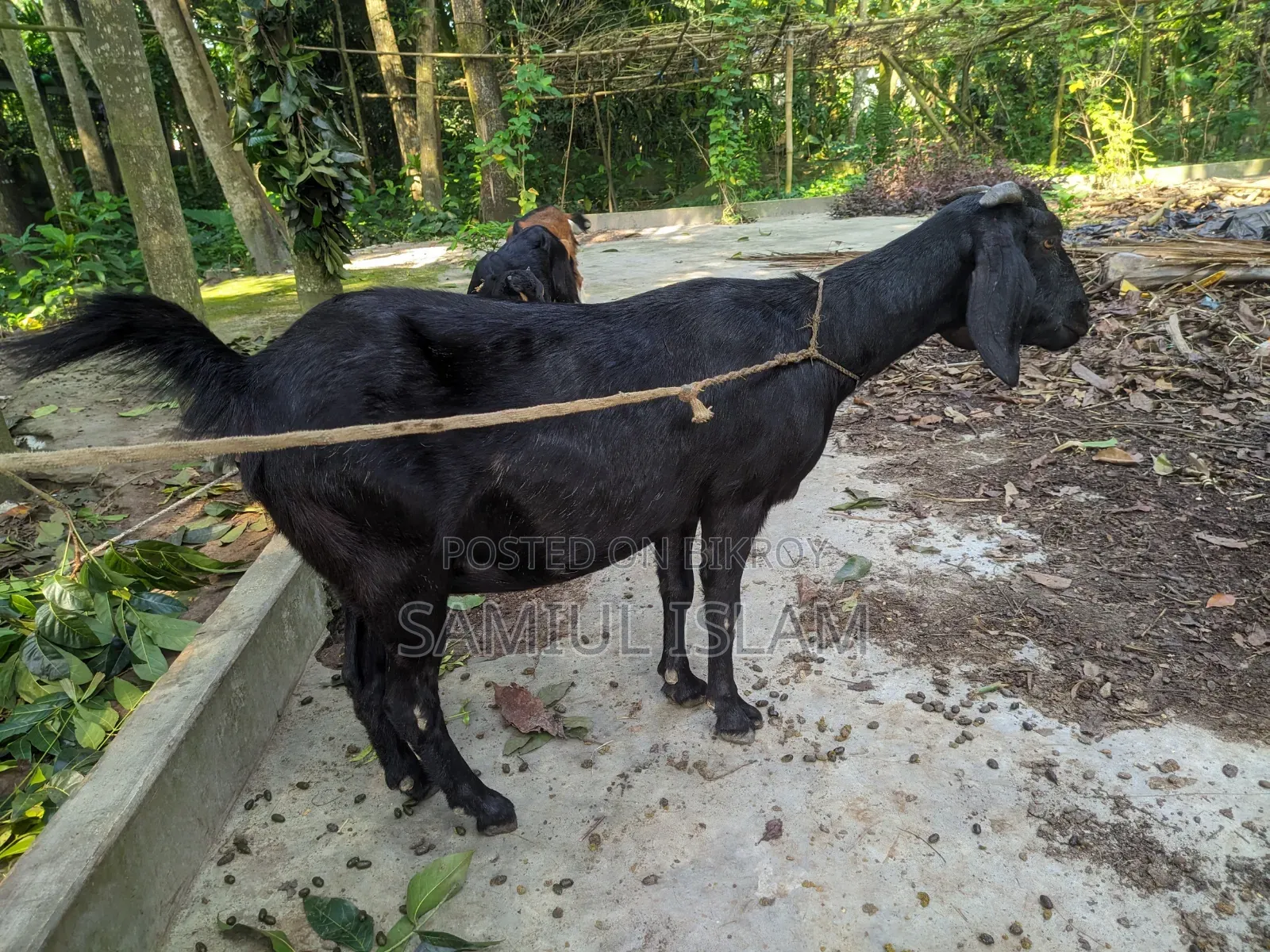 Three and a half months pregnant Borani and two kids Pati goat for sale