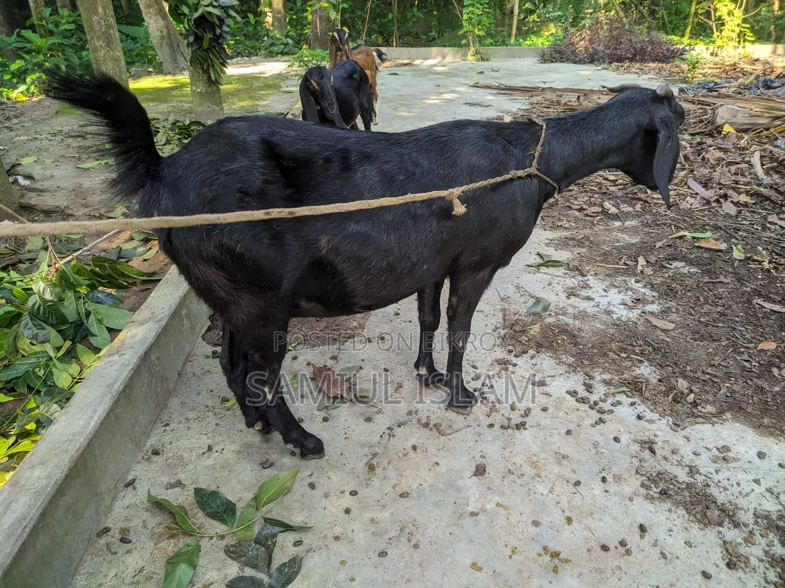 Three and a half months pregnant Borani and two kids Pati goat for sale