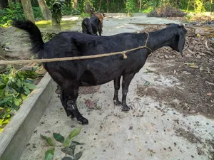Three and a half months pregnant Borani and two kids Pati goat for sale