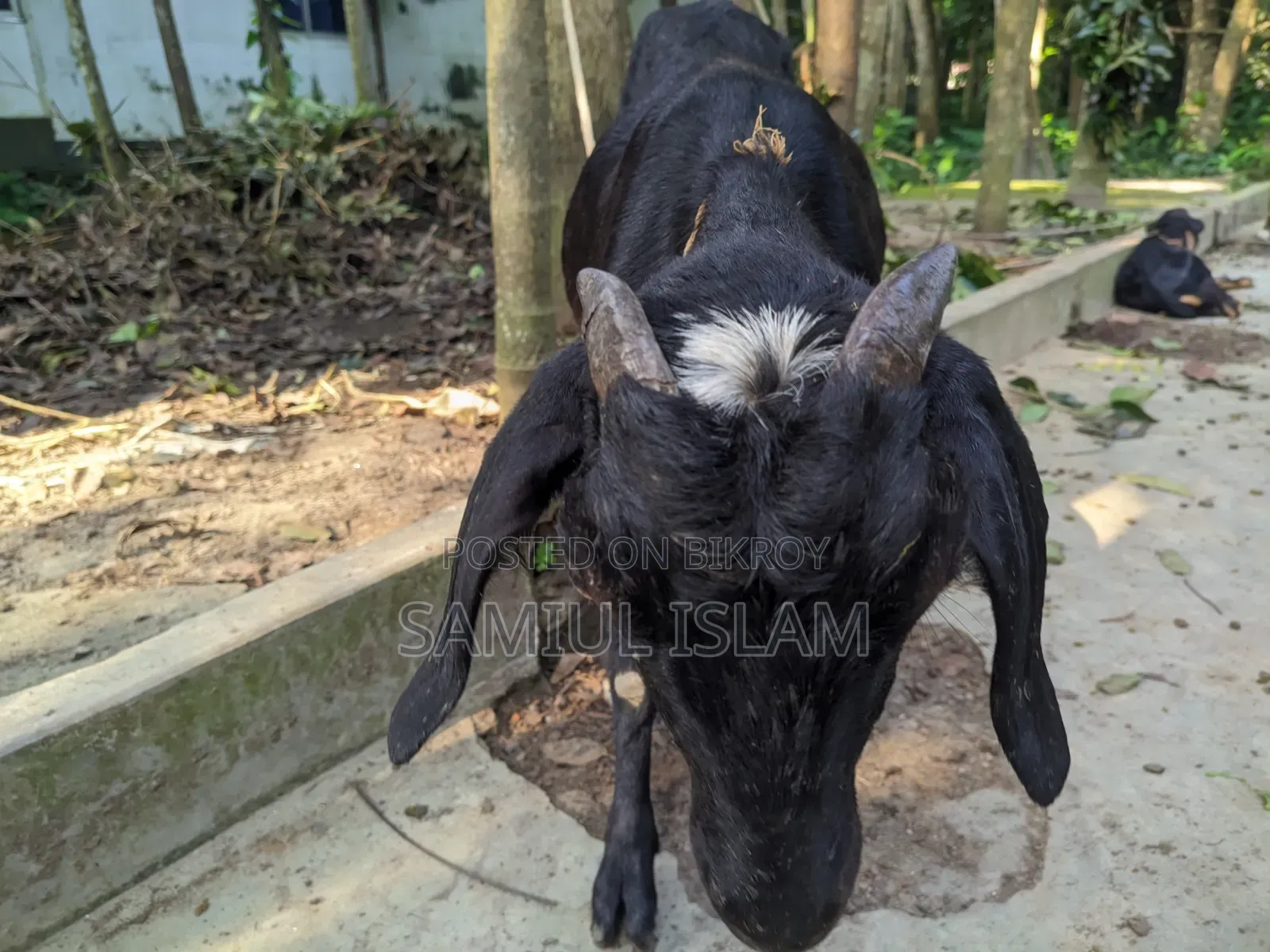 Three and a half months pregnant Borani and two kids Pati goat for sale