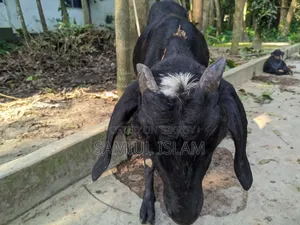 Three and a half months pregnant Borani and two kids Pati goat for sale