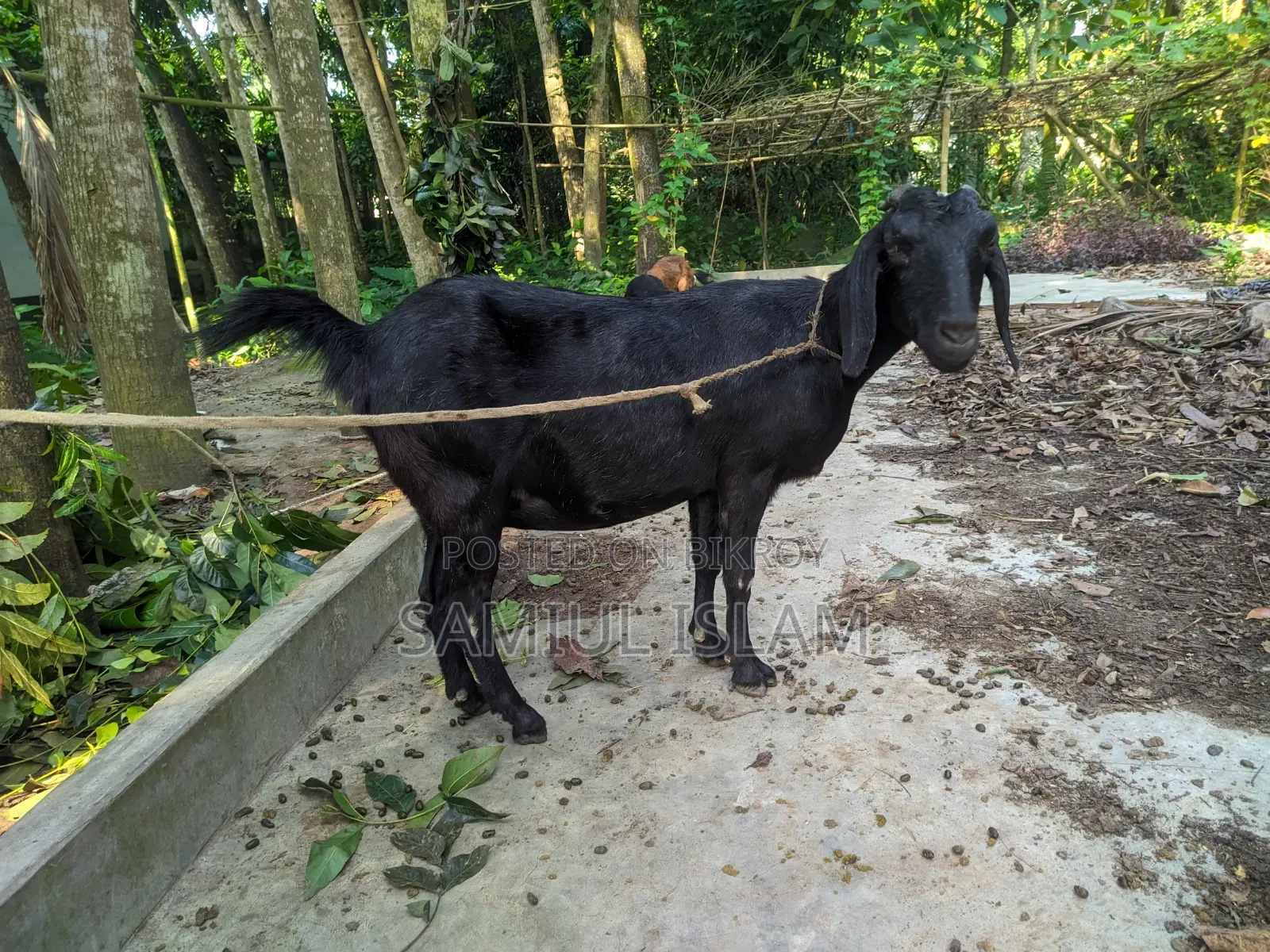 Three and a half months pregnant Borani and two kids Pati goat for sale