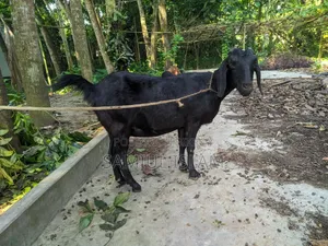 Three and a half months pregnant Borani and two kids Pati goat for sale