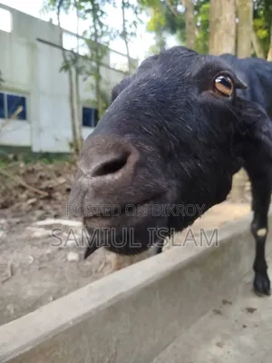 Three and a half months pregnant Borani and two kids Pati goat for sale