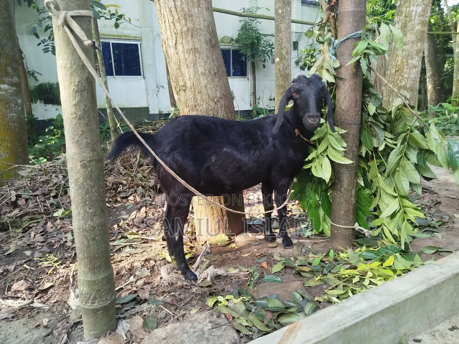 Three and a half months pregnant Borani and two kids Pati goat for sale