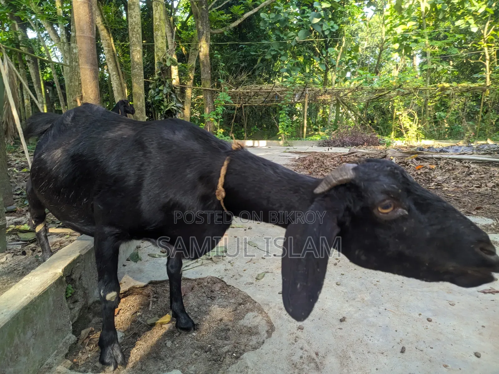 Three and a half months pregnant Borani and two kids Pati goat for sale