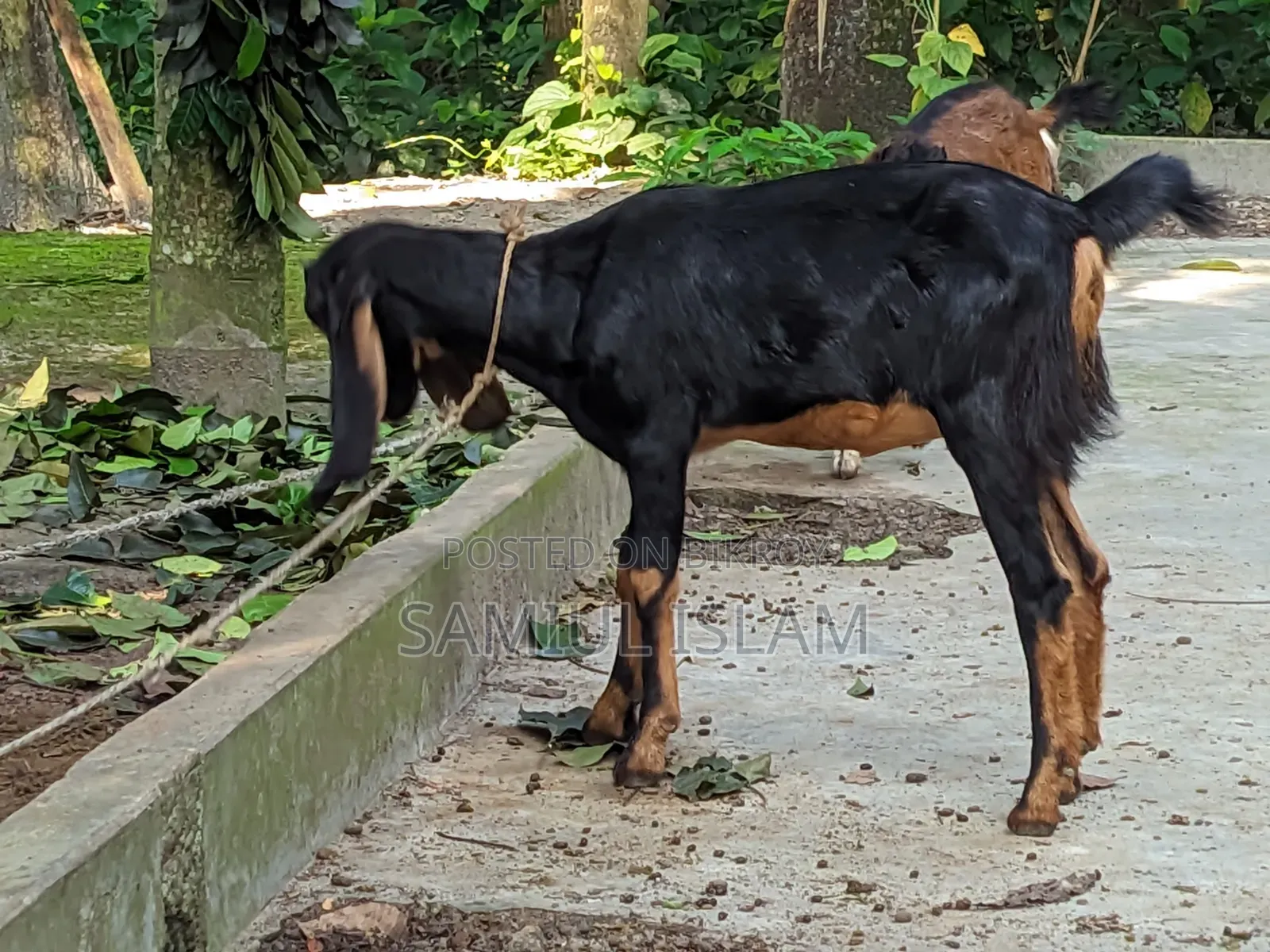 Three and a half months pregnant Borani and two kids Pati goat for sale
