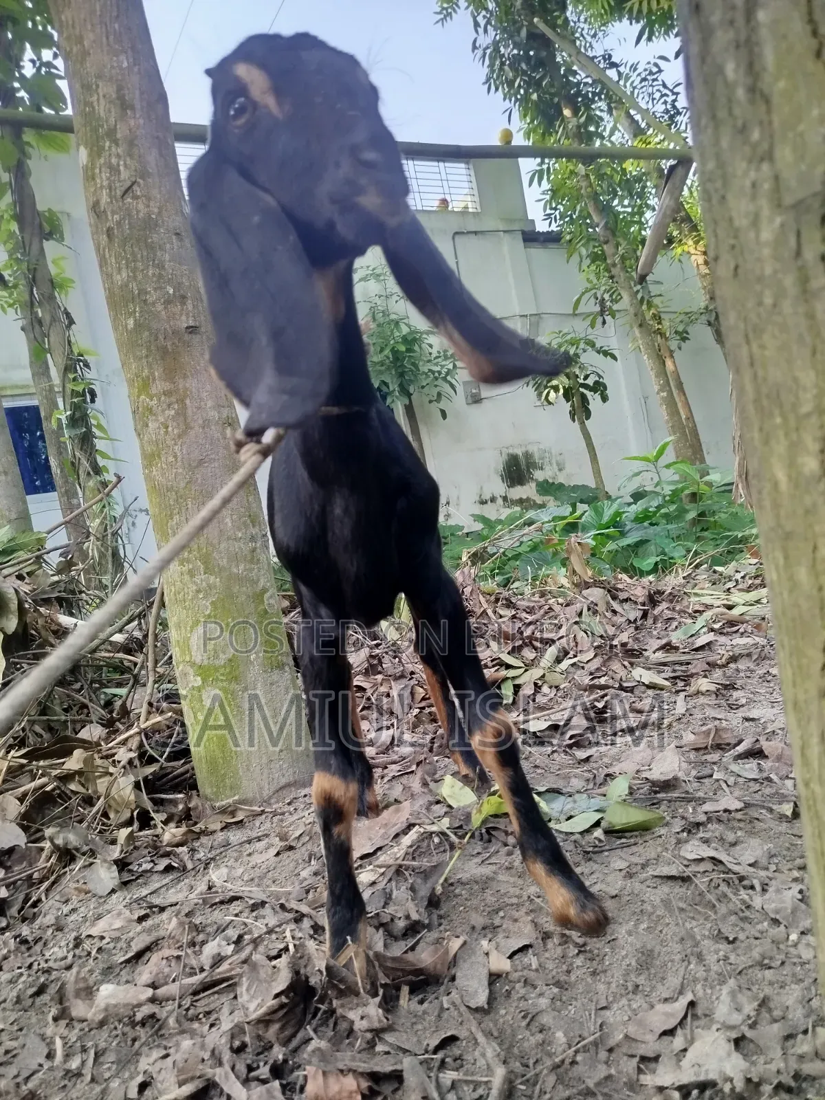 Three and a half months pregnant Borani and two kids Pati goat for sale