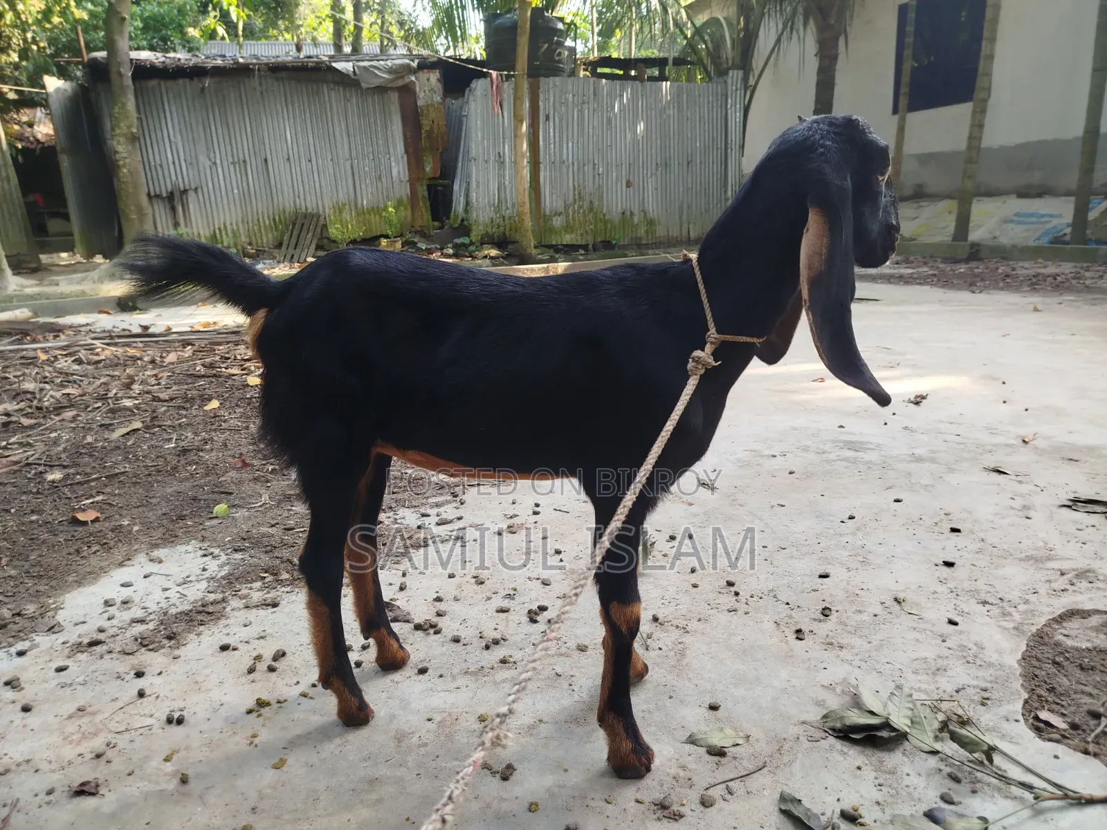 Three and a half months pregnant Borani and two kids Pati goat for sale