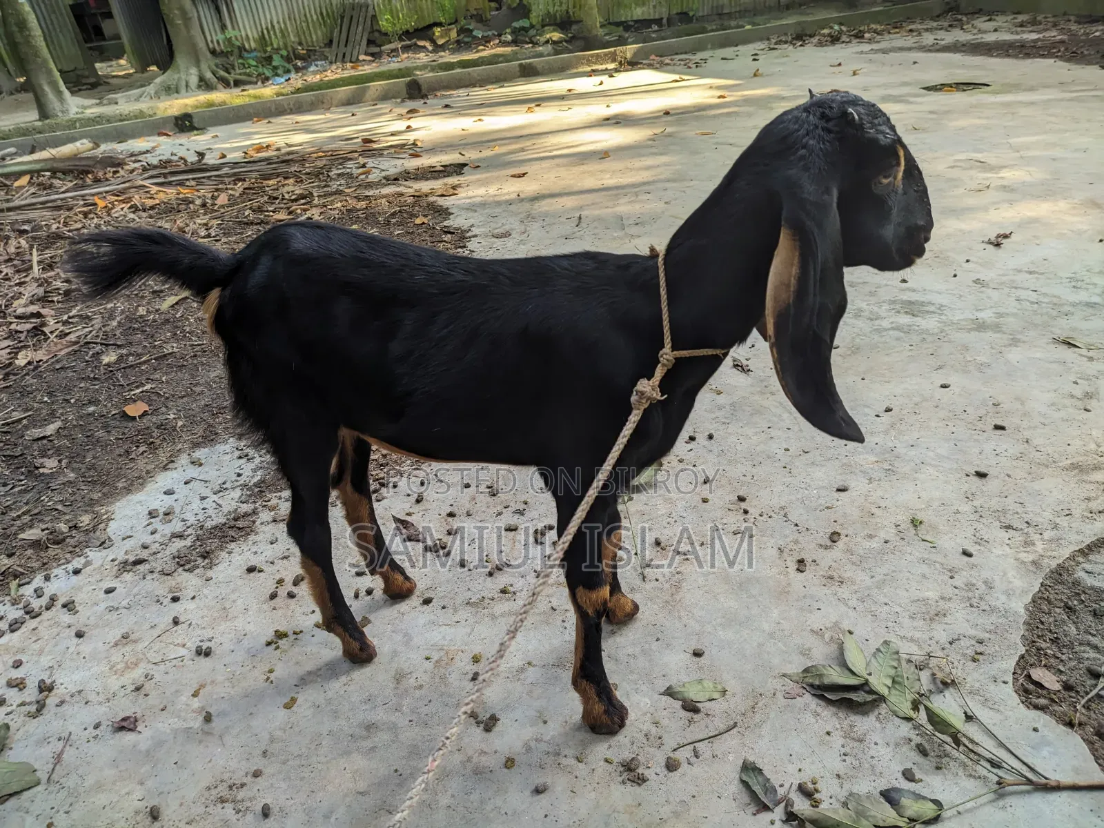 Three and a half months pregnant Borani and two kids Pati goat for sale