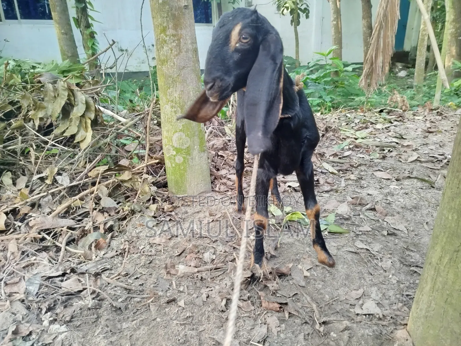 Three and a half months pregnant Borani and two kids Pati goat for sale