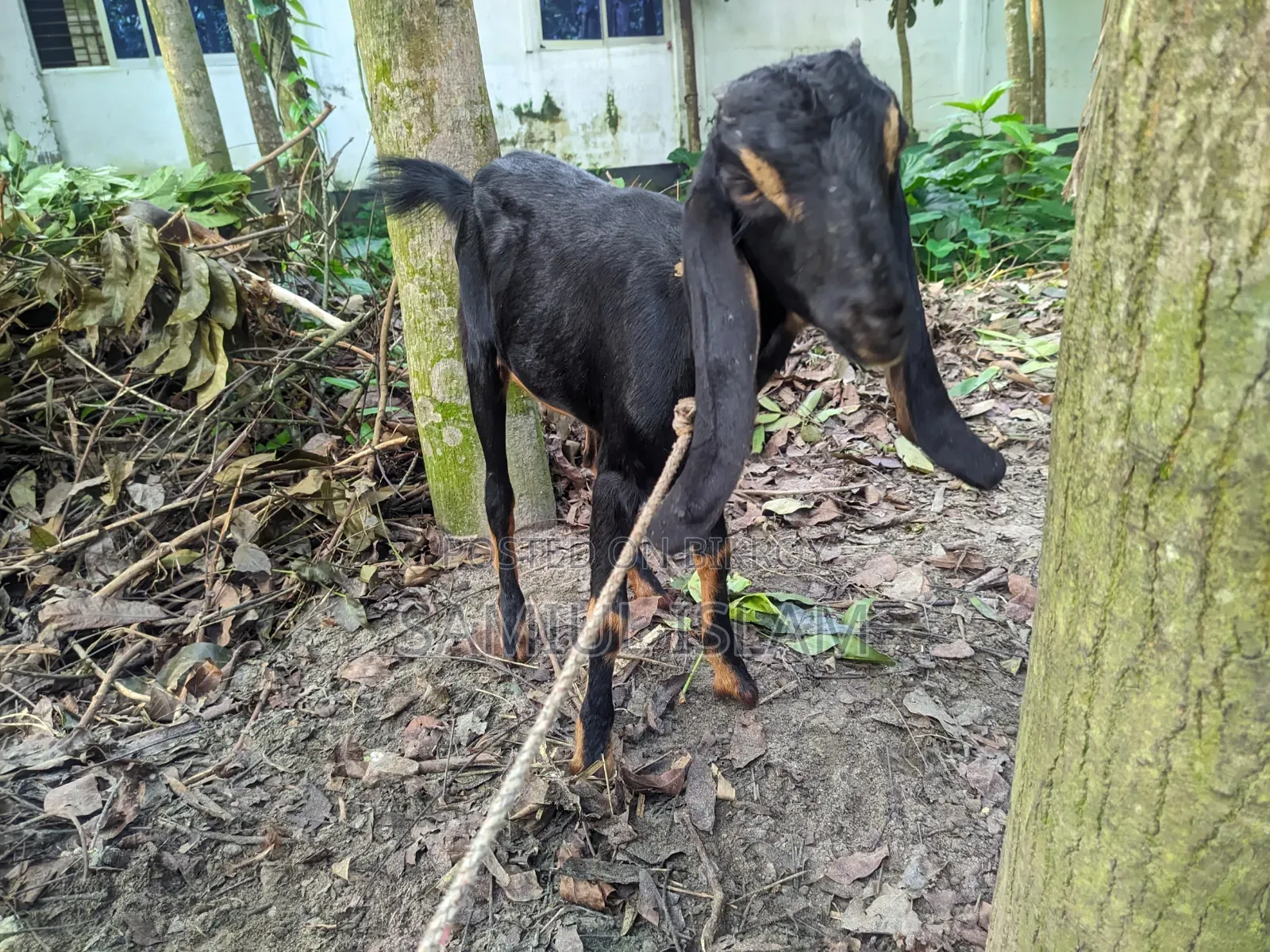 Three and a half months pregnant Borani and two kids Pati goat for sale
