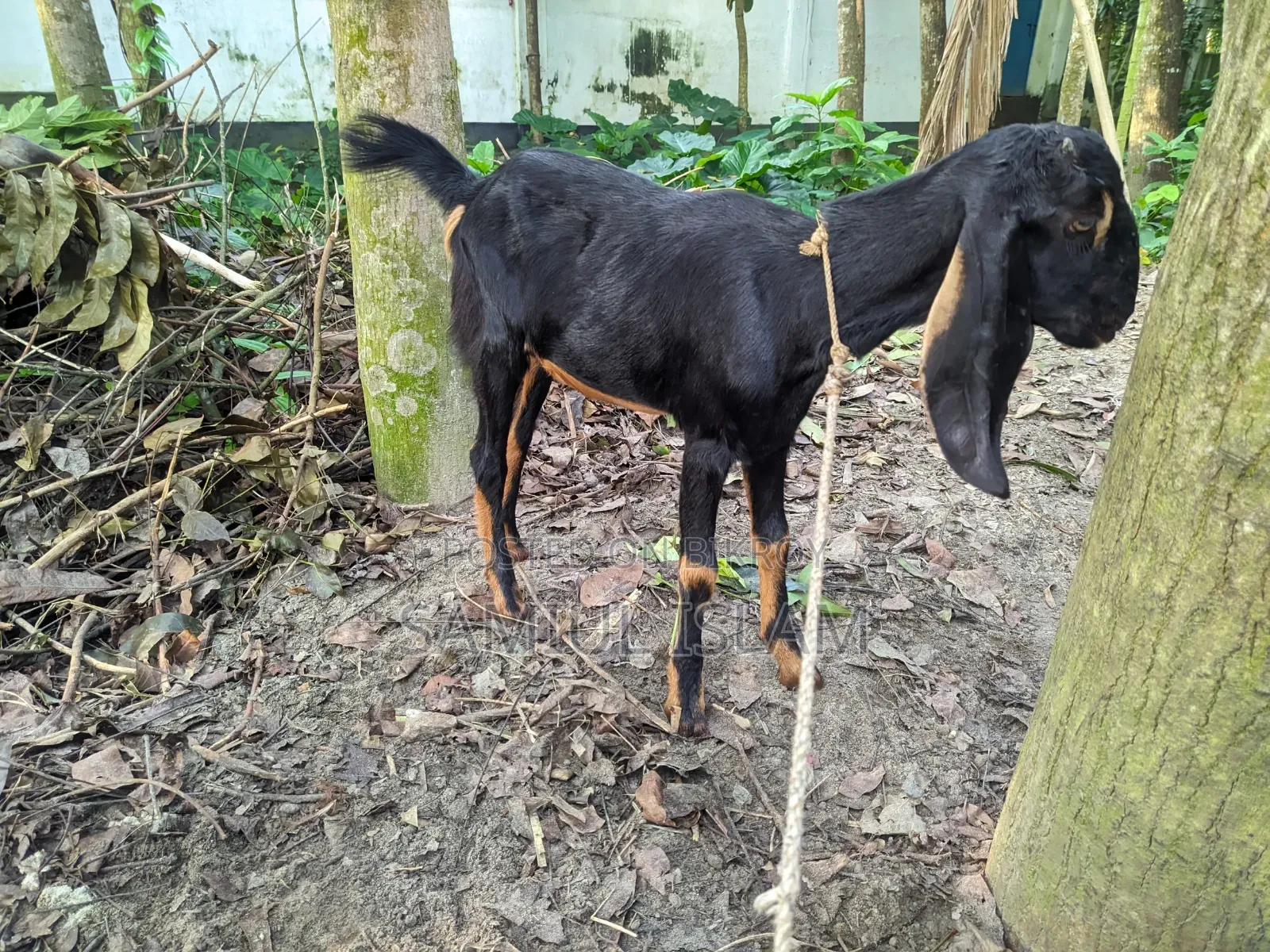 Three and a half months pregnant Borani and two kids Pati goat for sale