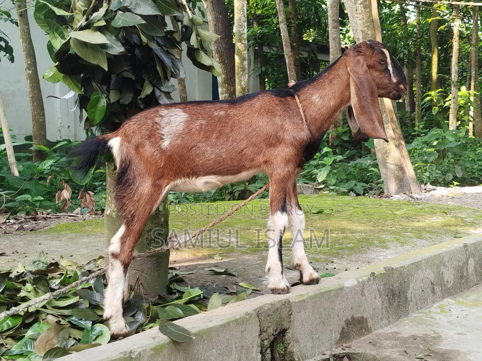 Three and a half months pregnant Borani and two kids Pati goat for sale