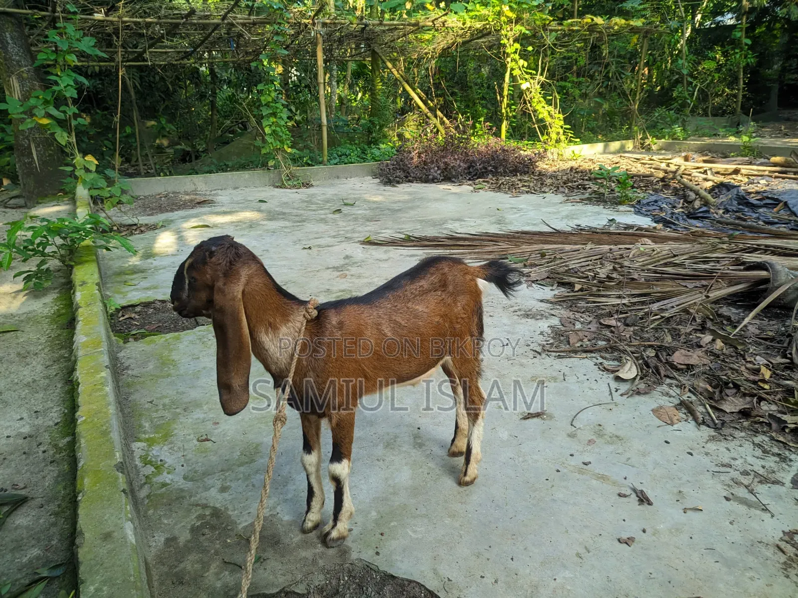 Three and a half months pregnant Borani and two kids Pati goat for sale