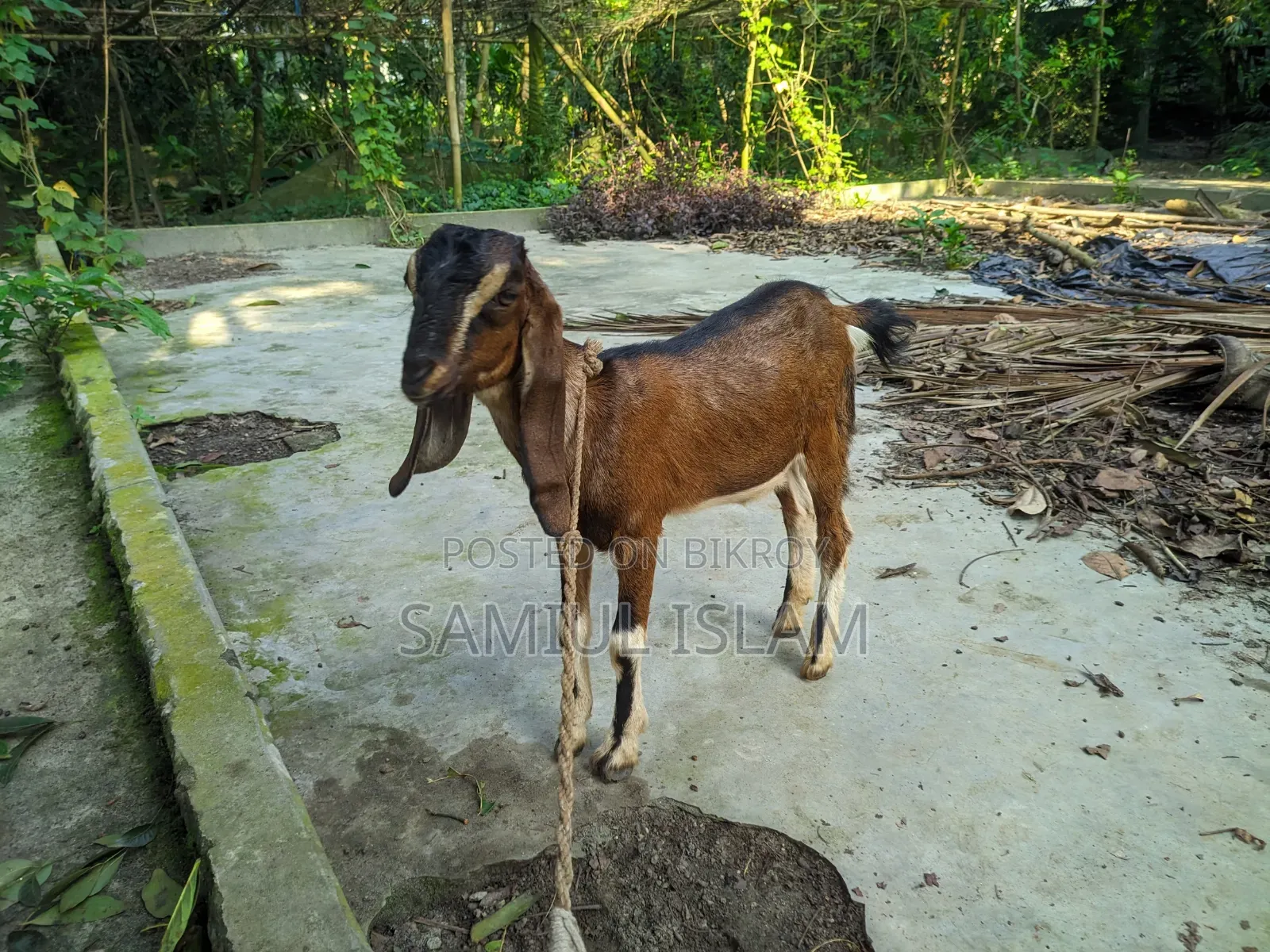 Three and a half months pregnant Borani and two kids Pati goat for sale