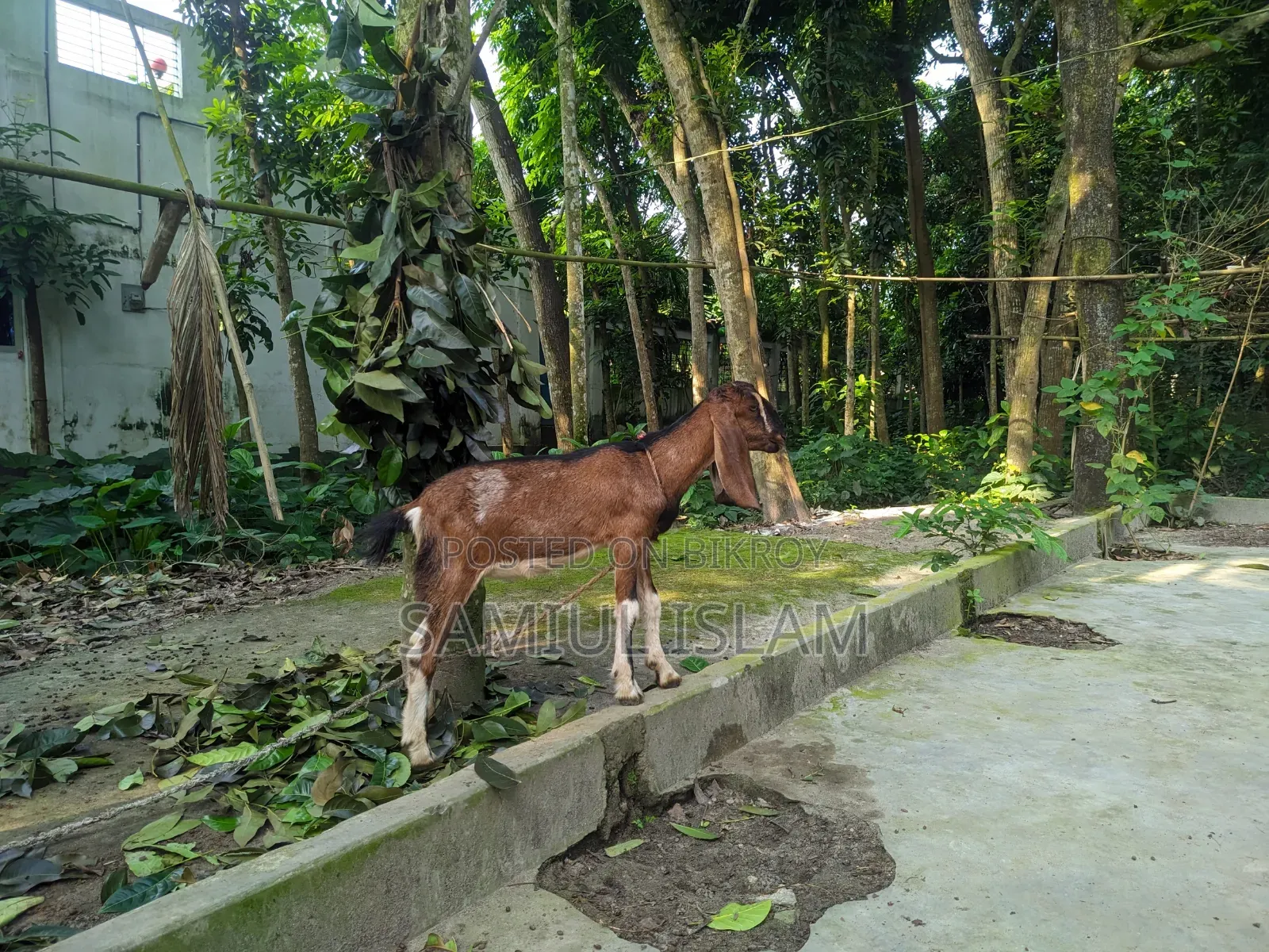 Three and a half months pregnant Borani and two kids Pati goat for sale
