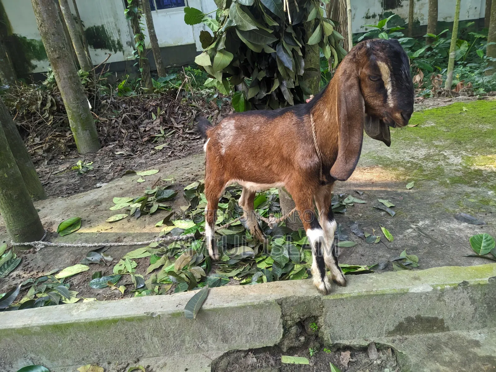 Three and a half months pregnant Borani and two kids Pati goat for sale