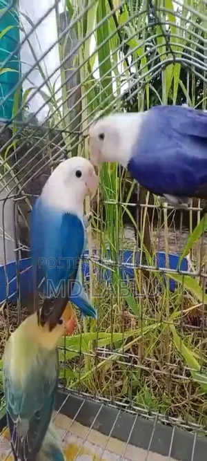 নিউনিউ এডাল লাভ বার্ড