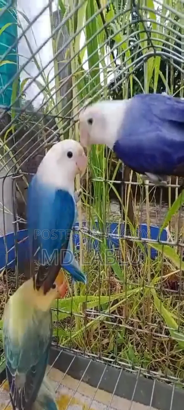নিউনিউ এডাল লাভ বার্ড