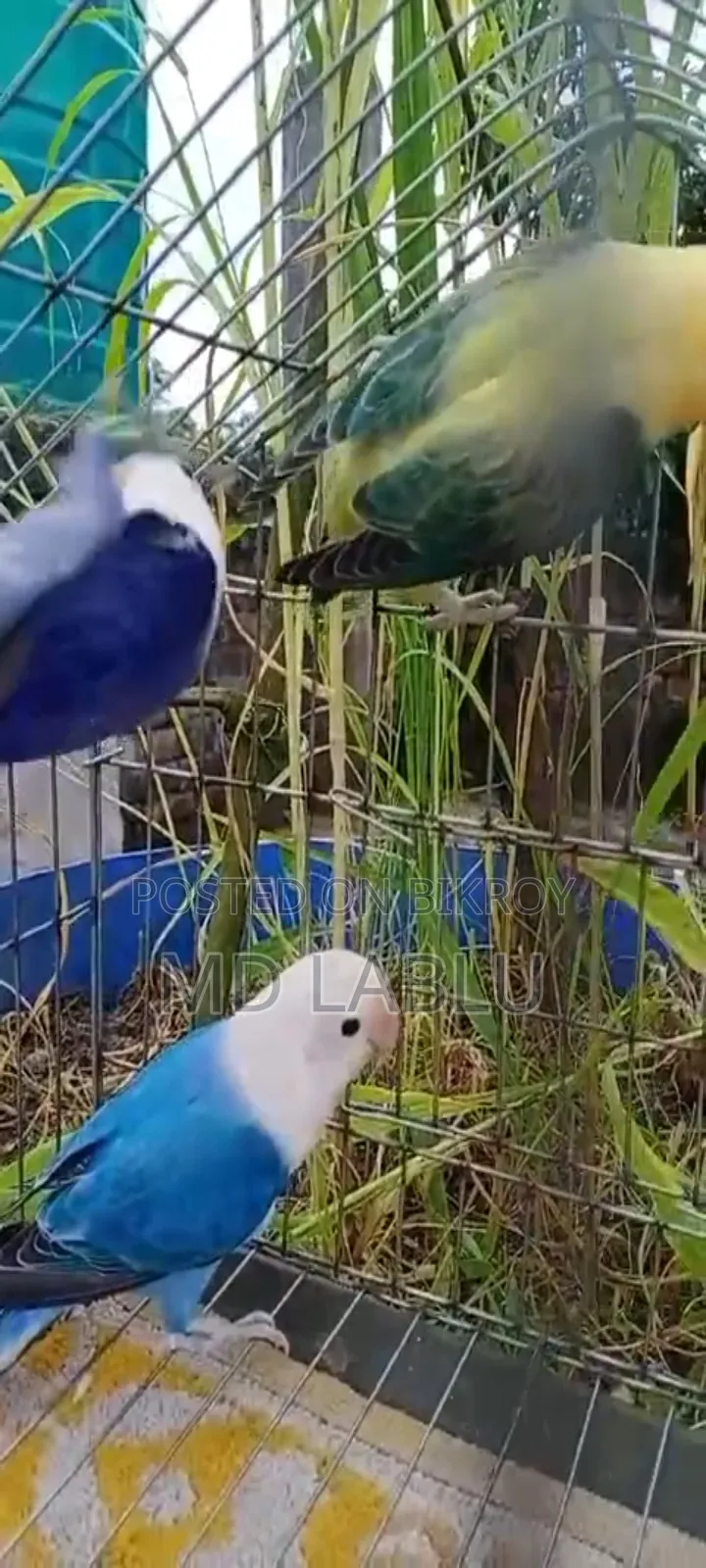নিউনিউ এডাল লাভ বার্ড