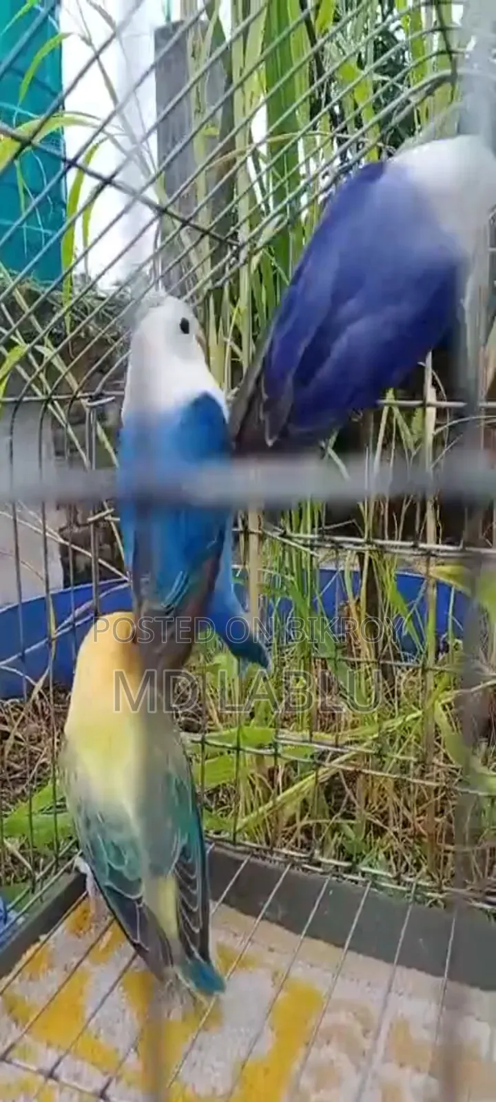 নিউনিউ এডাল লাভ বার্ড