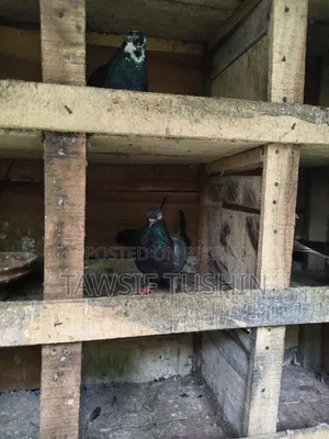 ফ্রেশ কবুতর