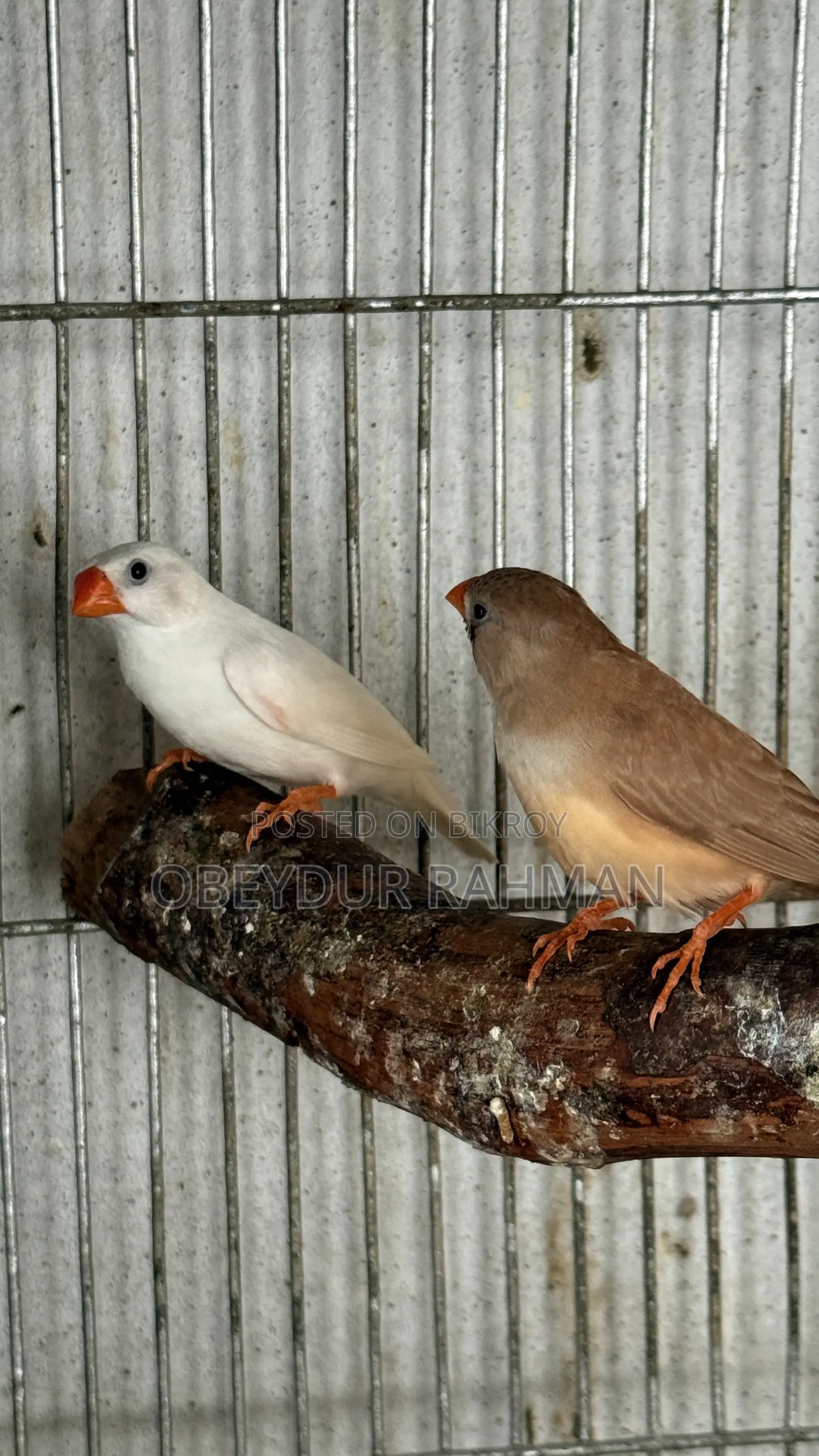 Fish Breeding Pair