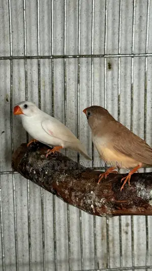 Fish Breeding Pair