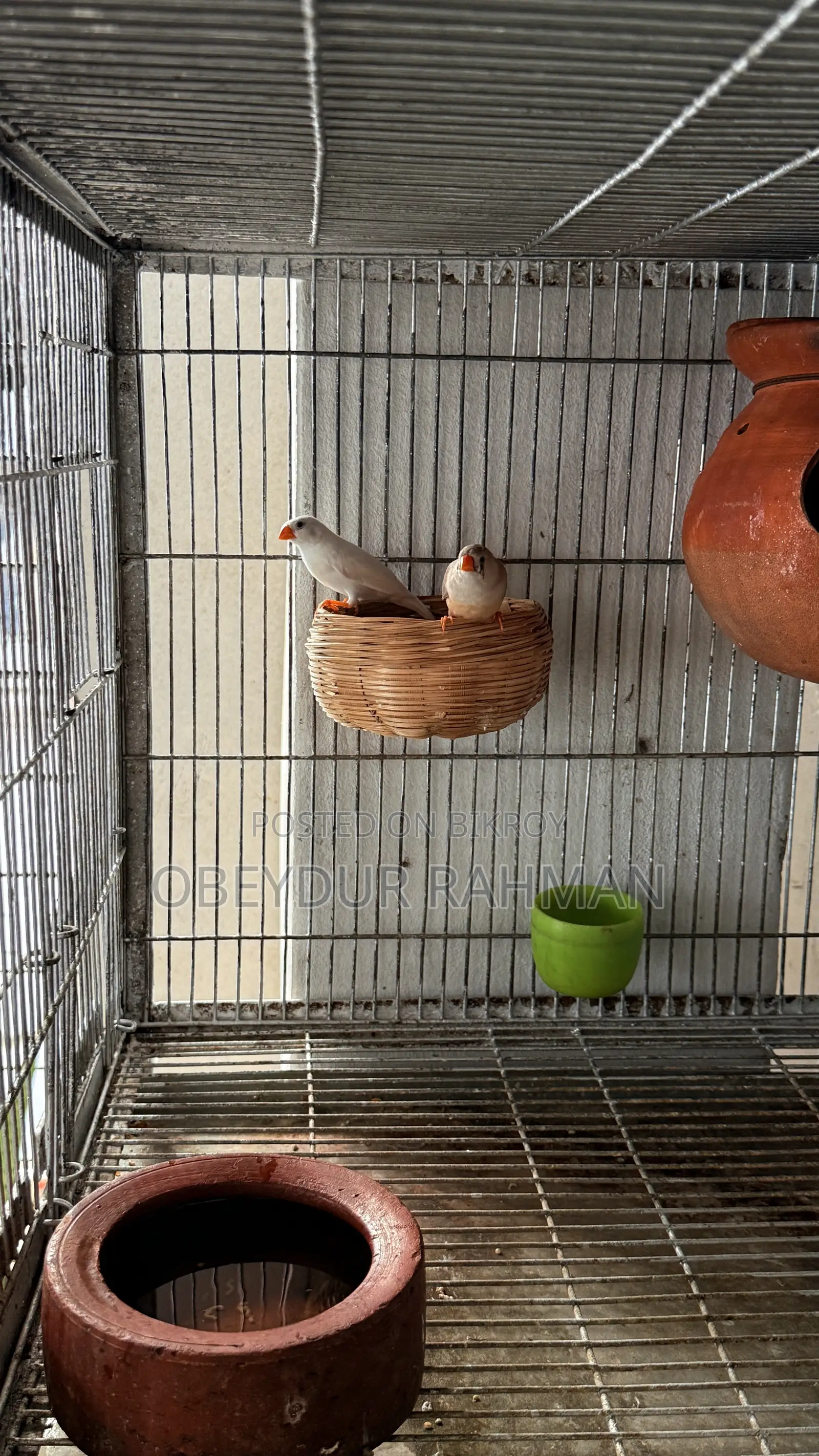 Fish Breeding Pair